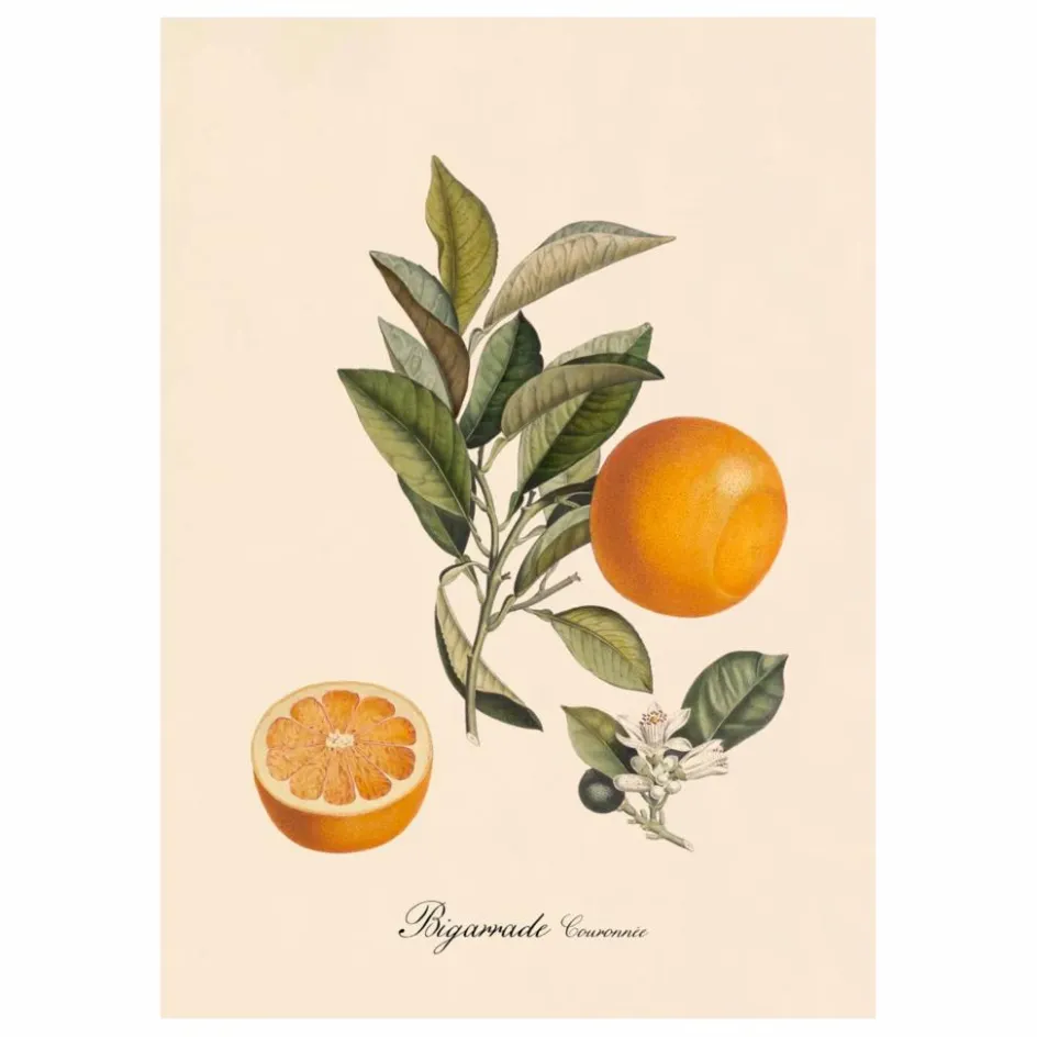 The Dybdahl Co. Déco Murale, Papier Peint*Affiche Bigarrade Couronnée