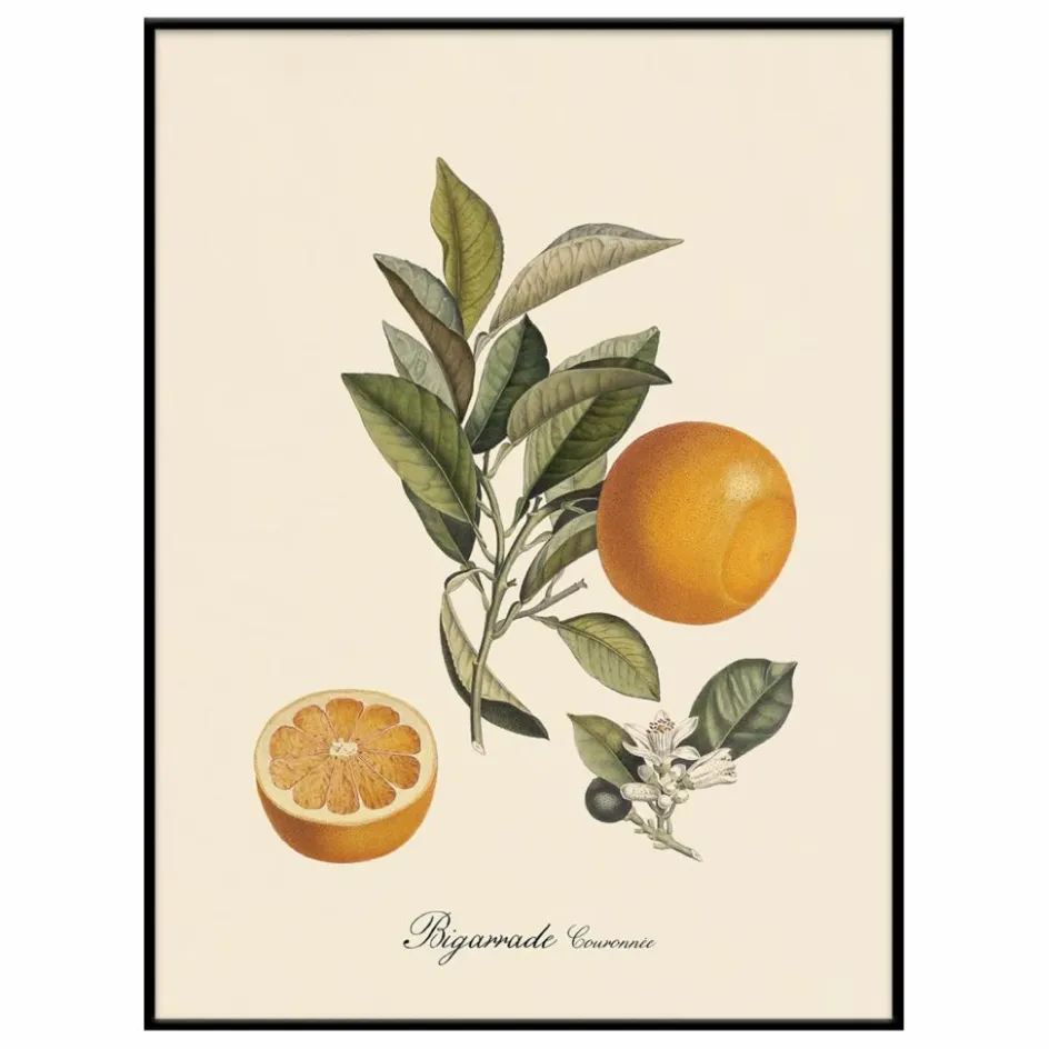 The Dybdahl Co. Déco Murale, Papier Peint*Affiche Bigarrade Couronnée