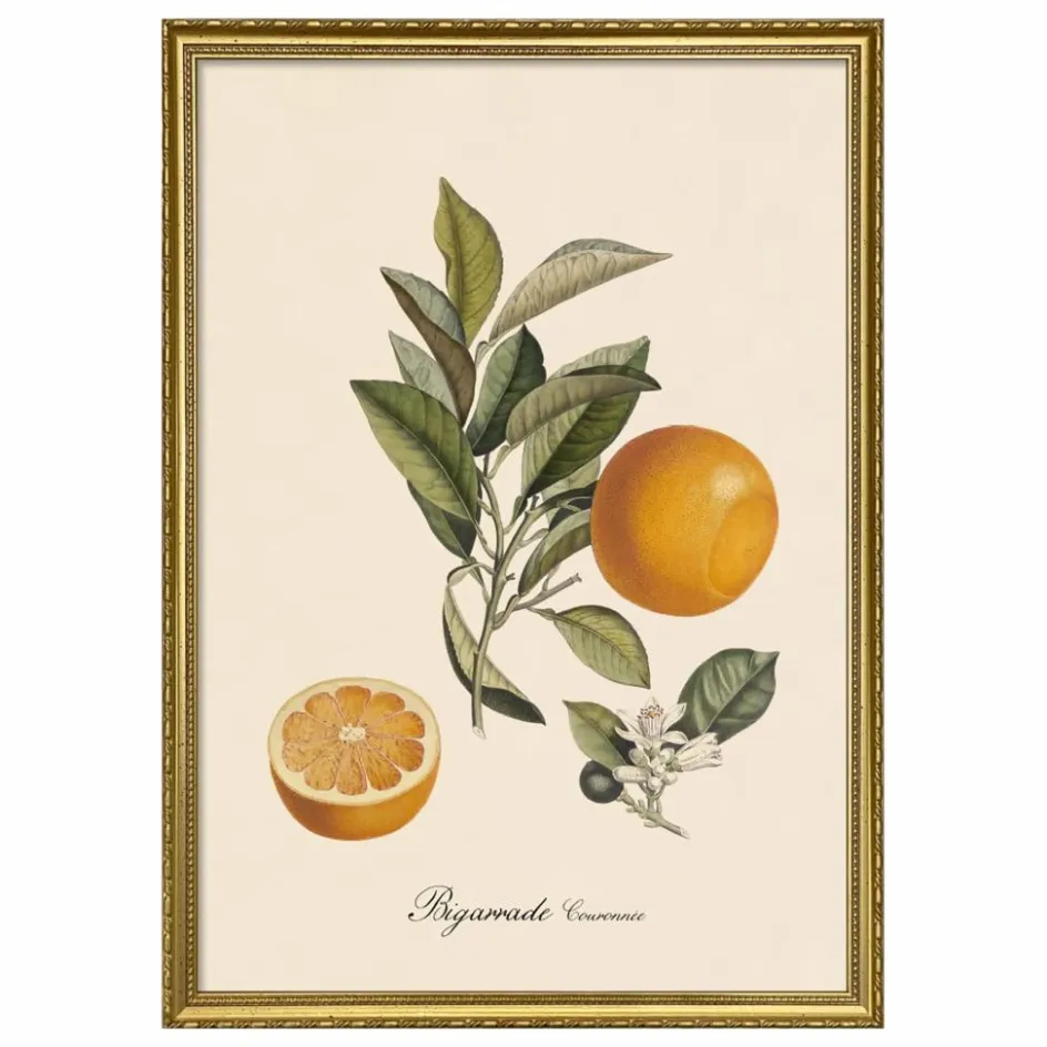 The Dybdahl Co. Déco Murale, Papier Peint*Affiche Bigarrade Couronnée