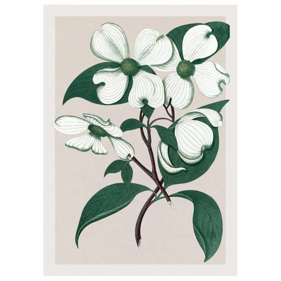 The Dybdahl Co. Affiche Cornus Florida| Déco Murale, Papier Peint