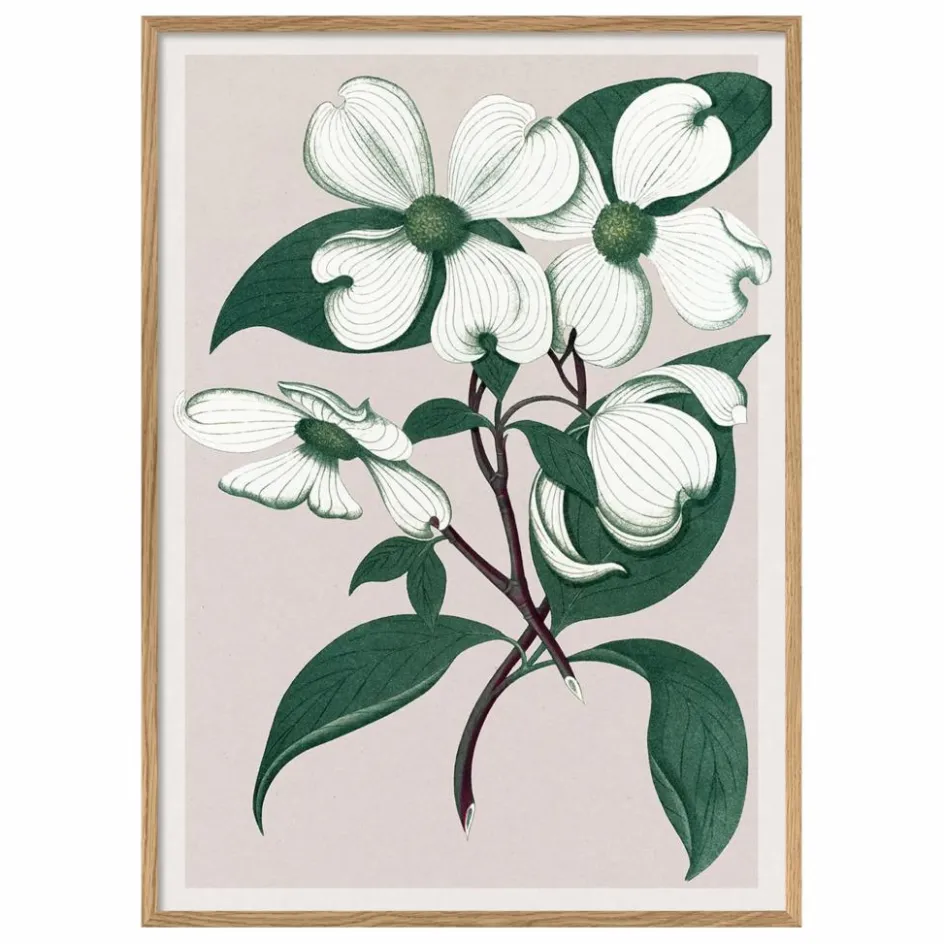 The Dybdahl Co. Affiche Cornus Florida| Déco Murale, Papier Peint