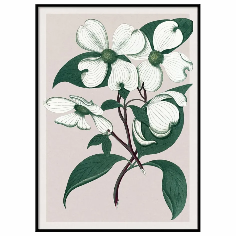 The Dybdahl Co. Affiche Cornus Florida| Déco Murale, Papier Peint