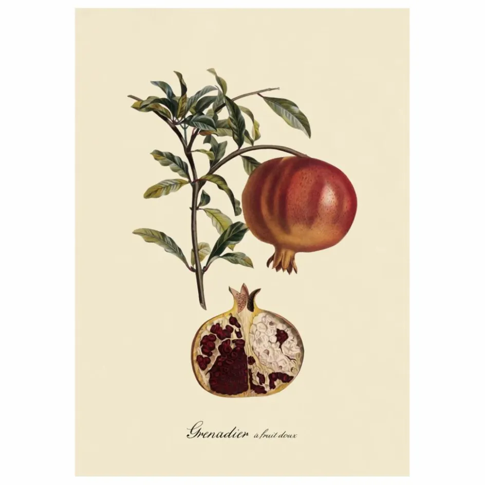 The Dybdahl Co. Déco Murale, Papier Peint*Affiche Grenadier à Fruit Doux