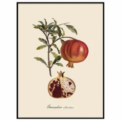 The Dybdahl Co. Déco Murale, Papier Peint*Affiche Grenadier à Fruit Doux
