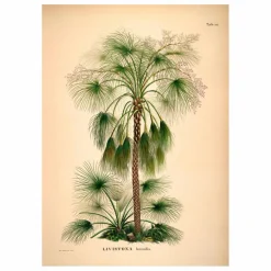 Clearance The Dybdahl Co. Affiche Livistona Humilis Multicolore
