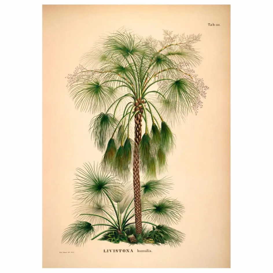 Clearance The Dybdahl Co. Affiche Livistona Humilis Multicolore
