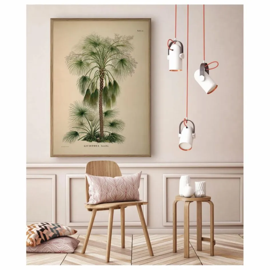 Clearance The Dybdahl Co. Affiche Livistona Humilis Multicolore