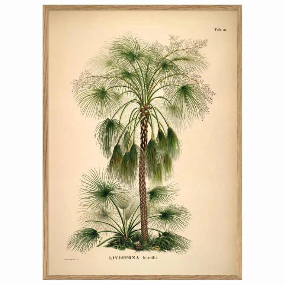 Clearance The Dybdahl Co. Affiche Livistona Humilis Multicolore