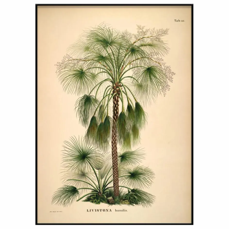 Clearance The Dybdahl Co. Affiche Livistona Humilis Multicolore