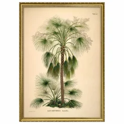 Clearance The Dybdahl Co. Affiche Livistona Humilis Multicolore