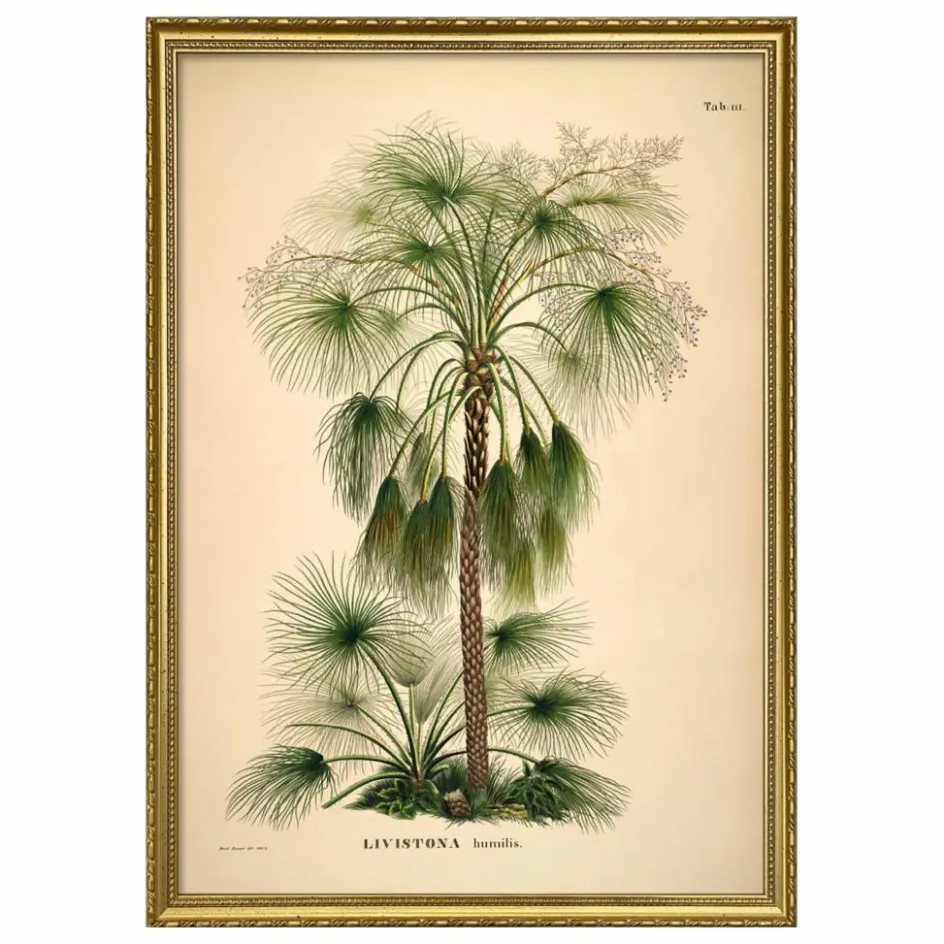 Clearance The Dybdahl Co. Affiche Livistona Humilis Multicolore