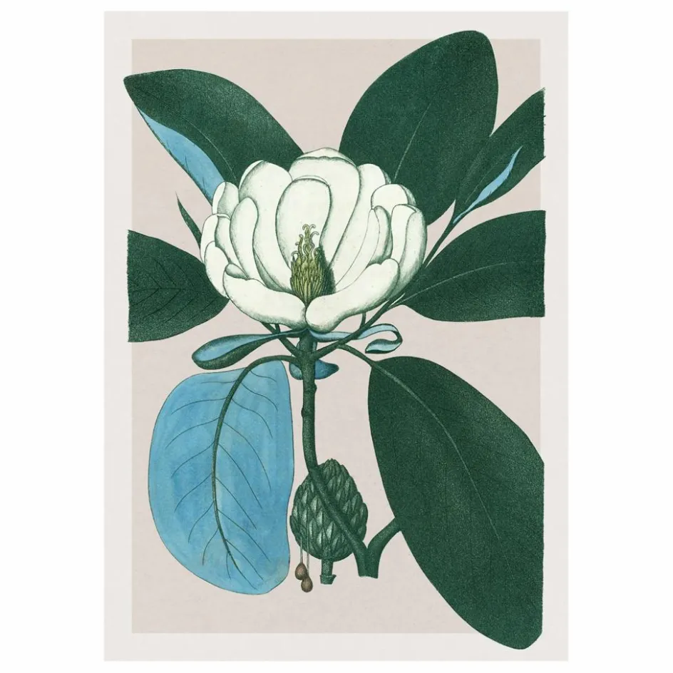 The Dybdahl Co. Déco Murale, Papier Peint*Affiche Magnolia Glauca