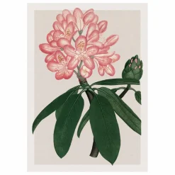 Online Affiche Rhododendrum Maximum Déco Murale, Papier Peint