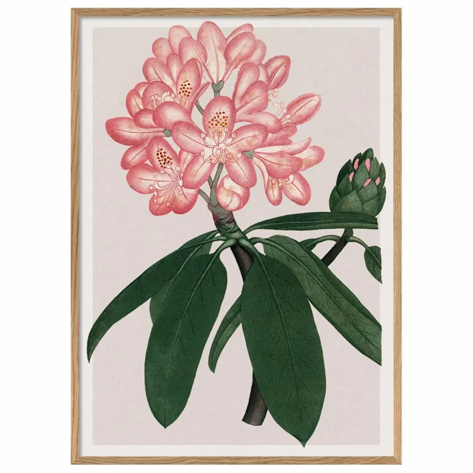 Online Affiche Rhododendrum Maximum Déco Murale, Papier Peint
