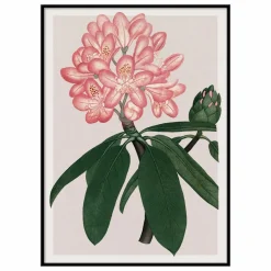 Online Affiche Rhododendrum Maximum Déco Murale, Papier Peint