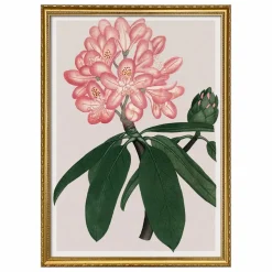Online Affiche Rhododendrum Maximum Déco Murale, Papier Peint