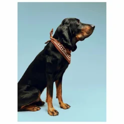 Hay Bandana pour chien || Accessoires Animaux