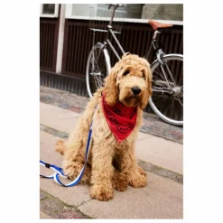 Hay Bandana pour chien | Rouge