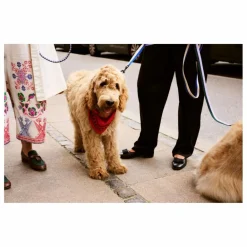 Hay Bandana pour chien | Rouge