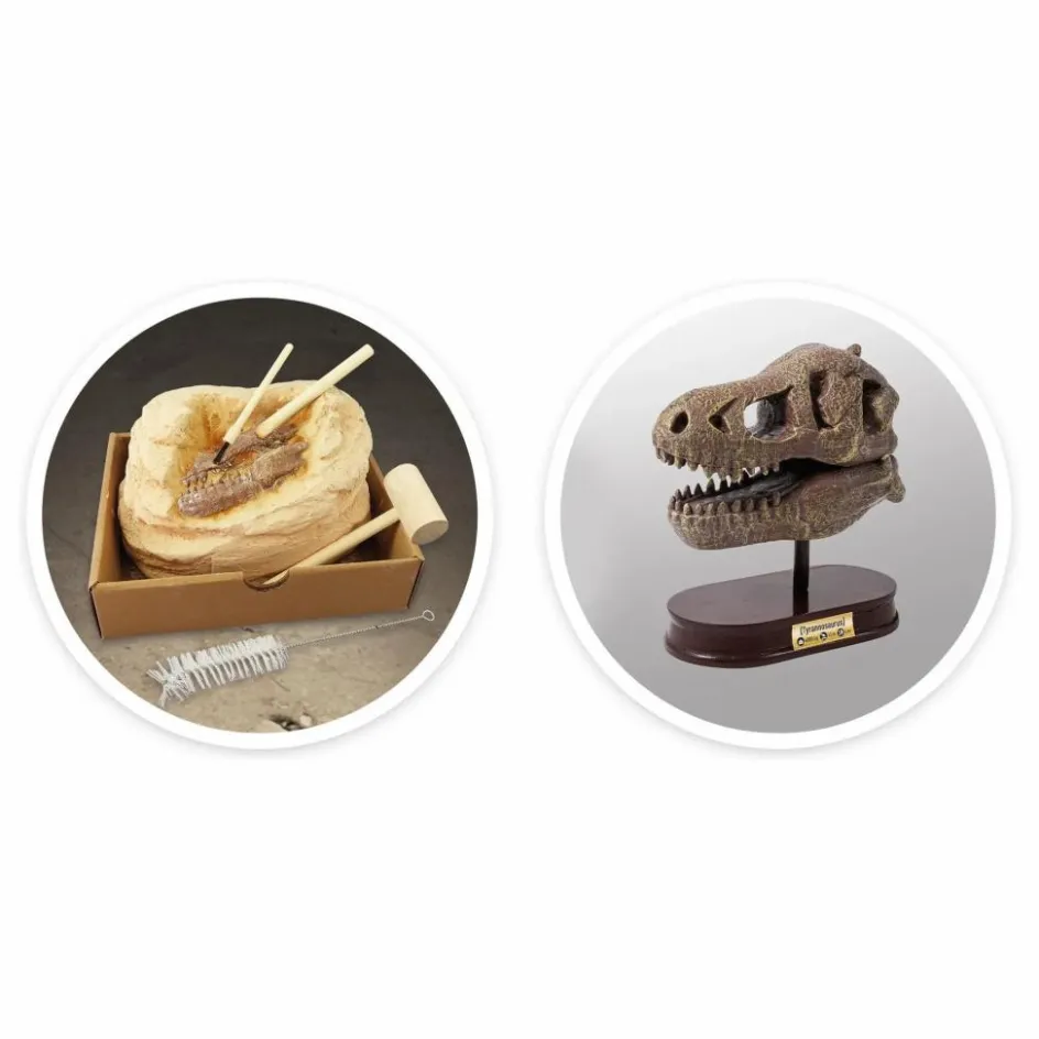 Outlet Buki Coffret d'archéologie - Museum Dino Skull Multicolore
