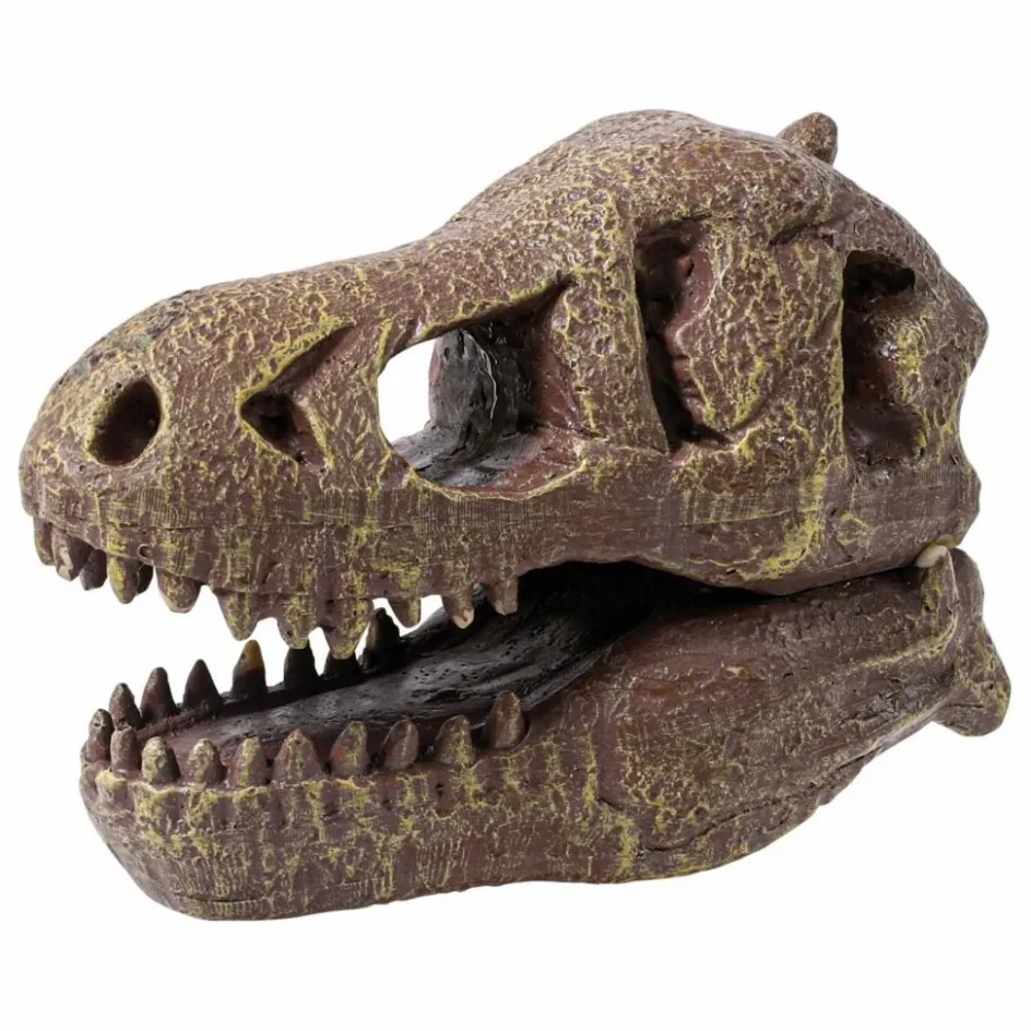 Outlet Buki Coffret d'archéologie - Museum Dino Skull Multicolore