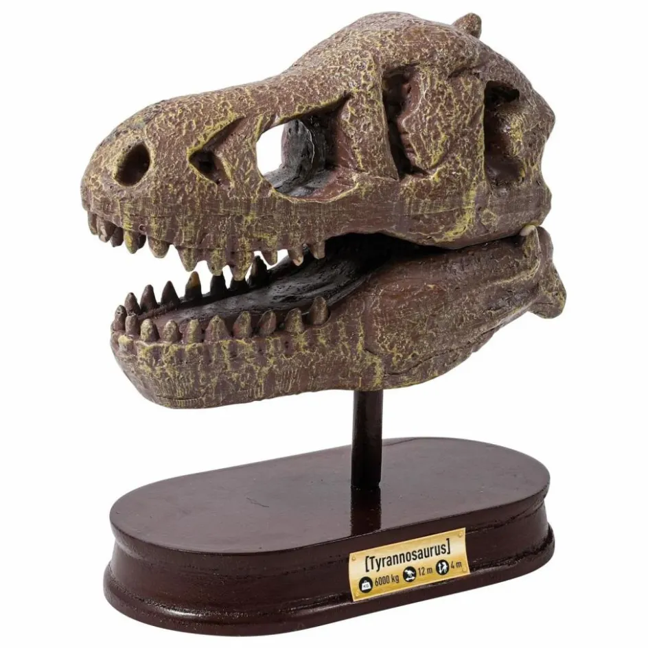 Outlet Buki Coffret d'archéologie - Museum Dino Skull Multicolore