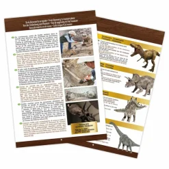 Outlet Buki Coffret d'archéologie - Museum Dino Skull Multicolore