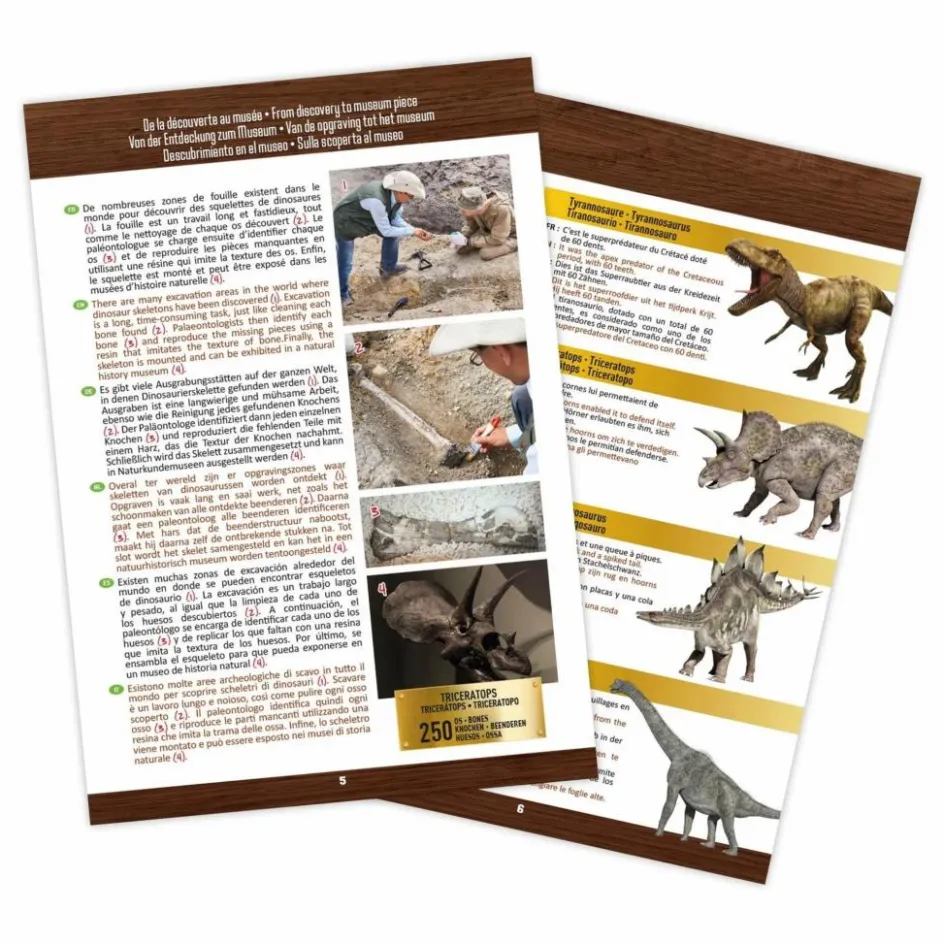 Outlet Buki Coffret d'archéologie - Museum Dino Skull Multicolore
