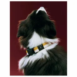 Hay Accessoires Animaux*Collier |