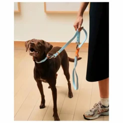 Approved by Fritz Accessoires Animaux*Collier pour chien |
