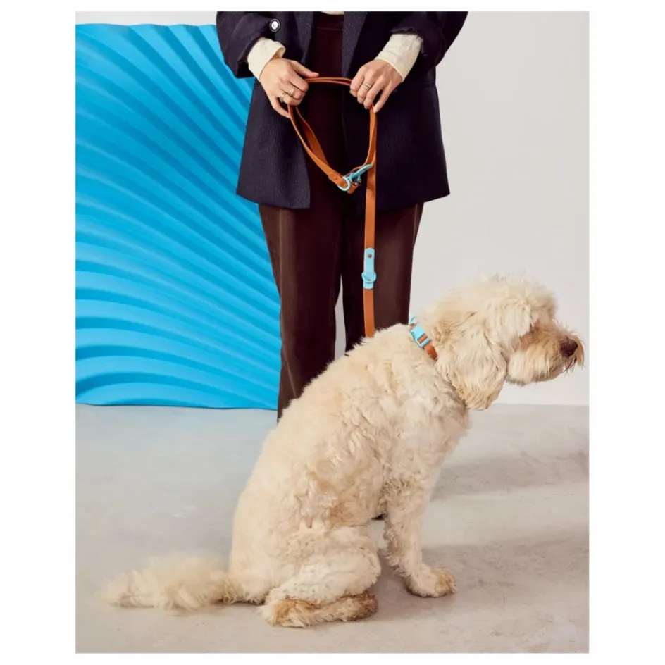Online Approved by Fritz Collier pour chien | Chocolat