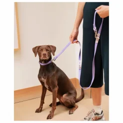 Approved by Fritz Collier pour chien | Lilas| Accessoires Animaux