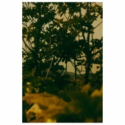 Aesop Eau de Parfum Virēre - 50ml|Femme Parfums