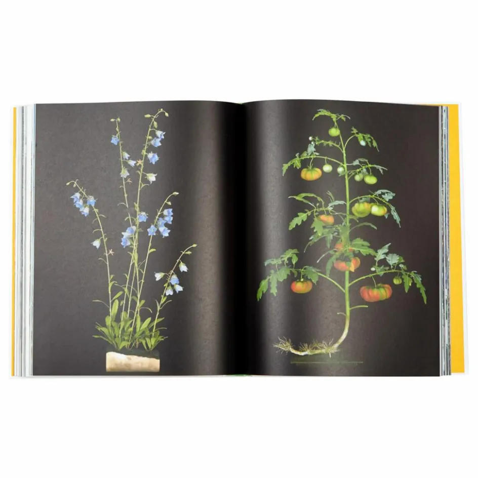 Gestalten Evergreen living with plants - EN|Homme Livres|Livres, Jeux