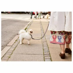 Discount Laisse réglable | Accessoires Animaux