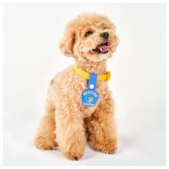 New Médaille Begging Champion | Accessoires Animaux
