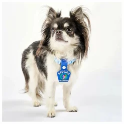 New Médaille Begging Champion | Accessoires Animaux