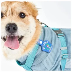 New Médaille Begging Champion | Accessoires Animaux