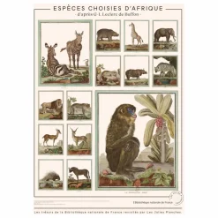 Les Jolies Planches Planche Espèces choisies d'Afrique - Animaux de Buffons| Déco Murale, Papier Peint