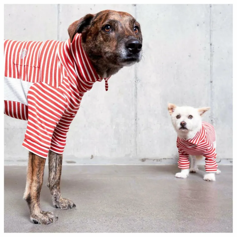 The Furry Folks Pull rayé || Accessoires Animaux