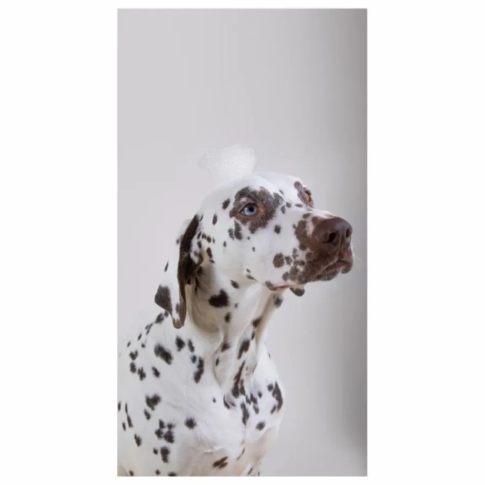 Holidermie Shampoing pour chien sans sulfate Holidog - 480ml Non teinté