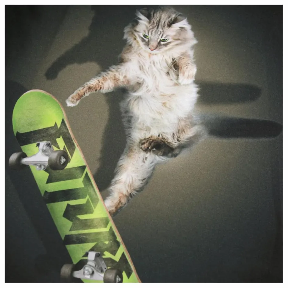 Outlet Molo T-shirt Rube Skate Cat Coton Bio | Noir